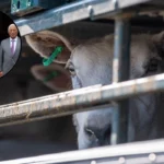 EU UK Deal: Animal Export Ban Boost for Starmer 2026