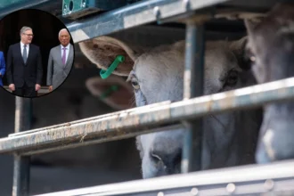 EU UK Deal: Animal Export Ban Boost for Starmer 2026