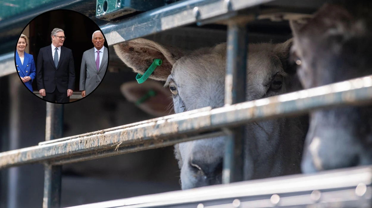 EU UK Deal: Animal Export Ban Boost for Starmer 2026