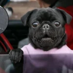 London Council Plans $300 Fine For Pets Left In Cars 2026