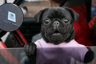 London Council Plans $300 Fine For Pets Left In Cars 2026