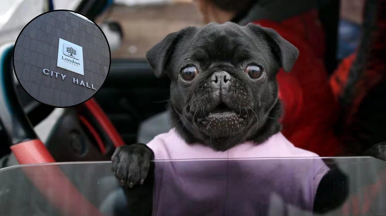 London Council Plans $300 Fine For Pets Left In Cars 2026