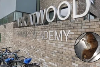Mouse Poo Found in Ark Atwood School Kitchen 2026