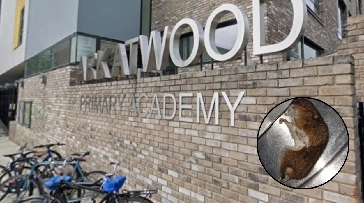 Mouse Poo Found in Ark Atwood School Kitchen 2026