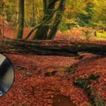 Private Winnie-the-Pooh Gardens Open in Sussex 2026