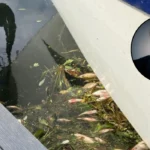 Minister Sorry No Reply Over Dead Fish Whittlesey